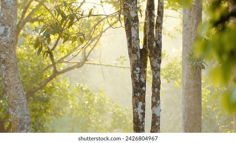 Sunlight filtering through forest trees in misty morning. Tranquil nature scene.