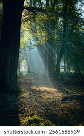 Sunlight Filtering Through Forest Trees