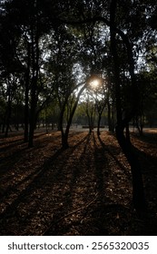 Sunlight Filtering Through Forest Trees