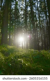 Sunlight Filtering Through Forest Trees. Forest background. Sun rays and glare in the pine forest.Green forest with sun rays. 