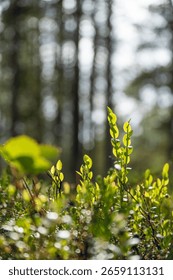Sunlight filtering through forest trees illuminating vibrant green undergrowth plants and delicate wildflowers