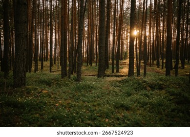 Sunlight Filtering Through Forest Trees at Dawn