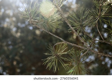 Sunlight filtering through green pine needles in forest
