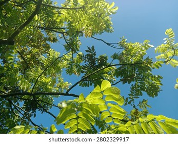 Sunlight Filtering Through Green Tree Canopy Against Clear Blue Sky in Tropical Forest