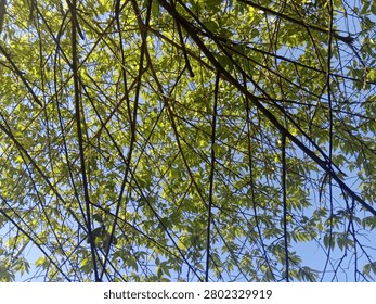 Sunlight Filtering Through Green Tree Canopy Against Clear Blue Sky in Tropical Forest