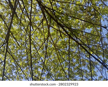 Sunlight Filtering Through Green Tree Canopy Against Clear Blue Sky in Tropical Forest