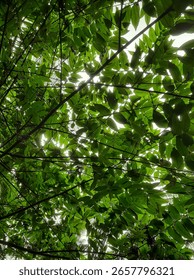 Sunlight Filtering Through a Lush Canopy of Vibrant Green Leaves