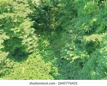 Sunlight Filtering Through Lush Forest Canopy