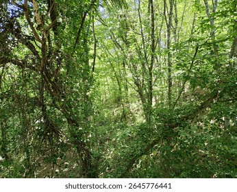 Sunlight Filtering Through Lush Forest Canopy