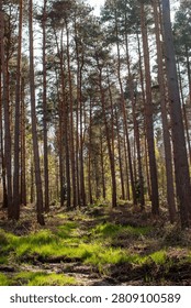 Sunlight filtering through a peaceful pine woodland with tall evergreen trees and fresh spring grass on the forest floor. Serene forest landscape showcasing natural woodland habitat and seasonal light.