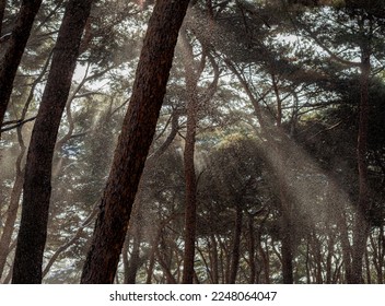 Sunlight filtering through the pine forest and falling snow, SSTKHome