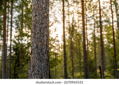 Sunlight Filtering Through a Pine Forest in the Morning