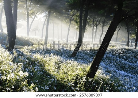 The sunlight filtering through a serene forest with wildflowers in bloom, creating a dreamy landscape
