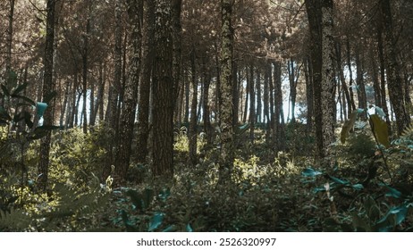 Sunlight filtering through tall pine trees in a dense forest