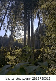 Sunlight filtering through tall pine trees in a dense forest.