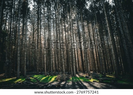 Sunlight filtering through tall slender birch and pine trees casting long shadows on forest floor with patches of green grass in moody woodland.