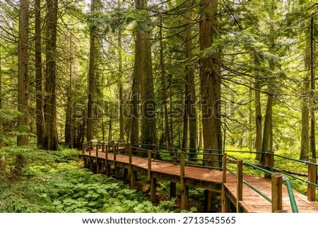 Sunlight filtering through towering hemlock trees illuminates a wooden boardwalk winding through a vibrant green forest floor in the canadian rockies