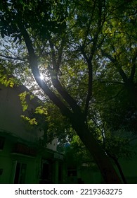 sunlight filtering through the tree