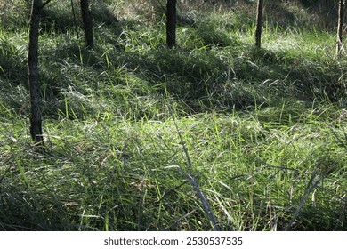 Sunlight filtering through tree branches onto green grass. The sun's rays create a natural scene as they pass through the leaves, illuminating the ground.