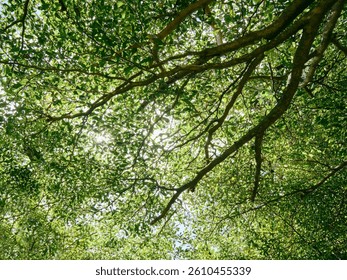 Sunlight Filtering Through Tree Canopy from Below