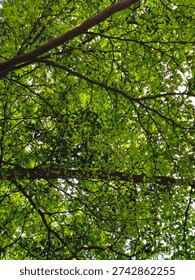 Sunlight Filtering Through Tree Canopy