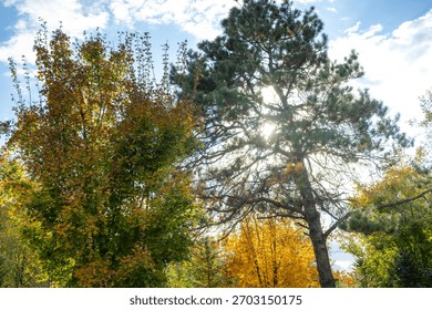 Sunlight Filtering Through Tree Tops in an Autumn Forest