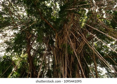 Sunlight Filtering Through Trees Stock Photo 1095441095 | Shutterstock