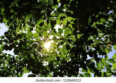 sunlight filtering through trees