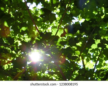 Sunlight filtering through trees.