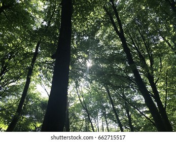 Sunlight filtering through the trees