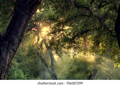 Sunlight Filtering Through Trees