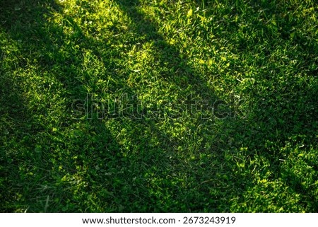 Sunlight filtering through the trees creates a mesmerizing pattern of shadows on the vibrant green grass, enhancing the natural beauty of a serene outdoor setting