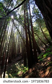 Sunlight Filtering Through The Trees In Forest, Santa Cruz, California 