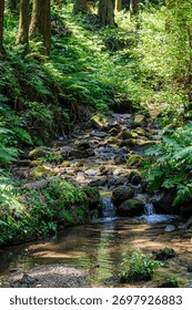 Sunlight filtering through the trees in the forest and a clear, pure river