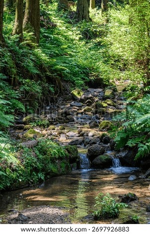 Sunlight filtering through the trees in the forest and a clear, pure river