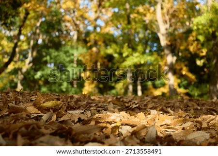 Sunlight filtering through the trees, illuminating brown fallen leaves. Low angle. 