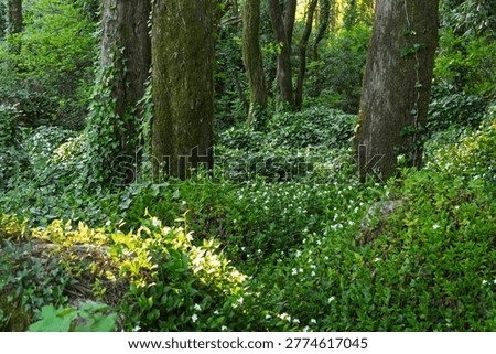 Sunlight filtering through trees illuminating a vibrant forest carpeted with ivy and small white flowers
