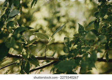 Sunlight Filtering Through Trees on Lush Green Leaves, Summer in United States