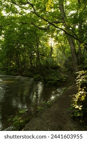 Sunlight Filtering Through Trees on a Secluded Forest Path