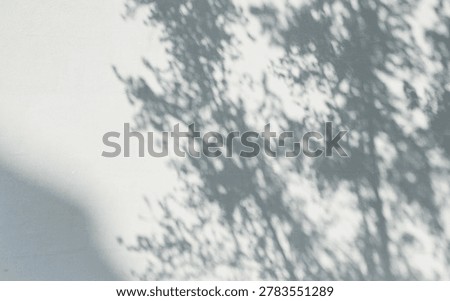 Sunlight filtering through the trees on a white wall, soft light and shadow, background material 