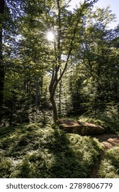 Sunlight filtering through trees onto a peaceful forest clearing with granite boulder and lush vegetation