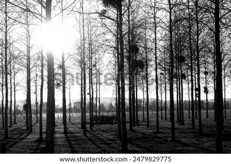 The sunlight filtering through trees in a park, captured in black and white