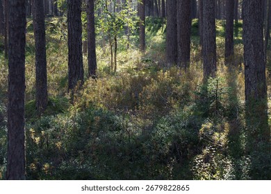 sunlight filtering through the trees in a pine forest, illuminating the undergrowth and creating a magical, serene atmosphere. a tranquil woodland scene