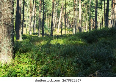 sunlight filtering through the trees in a pine forest, illuminating the undergrowth and creating a magical, serene atmosphere. a tranquil woodland scene