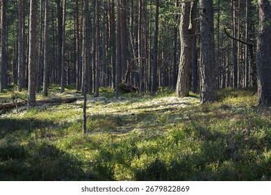 sunlight filtering through the trees in a pine forest, illuminating the undergrowth and creating a magical, serene atmosphere. a tranquil woodland scene