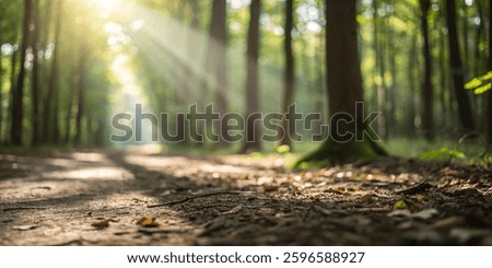Sunlight filtering through trees, serene forest path, natural scenery, peaceful outdoor setting, vibrant green foliage.
