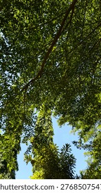 Sunlight Filtering Through Tropical Tree Canopy Against Blue Sky
Upward view of lush tropical tree canopy with sunlight filtering through vibrant green leaves and branches against a clear blue sky. Natural background with fresh, calming atmosphere, ideal for environmental, nature, and outdoor themes.