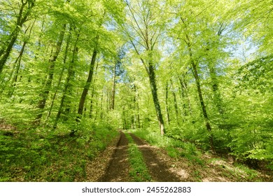 The sunlight filters through the branches of trees along a forest path, creating a dappled pattern on the lush green grass below - Powered by Shutterstock