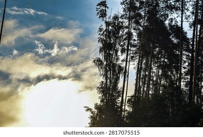 Sunlight filters through the clouds creating a golden glow behind a dense forest of tall pine trees and birch