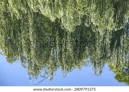 Sunlight filters through the delicate, drooping leaves of a weeping willow tree, creating a serene natural backdrop